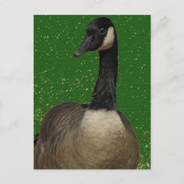 Postal Canada Goose (Anverso)