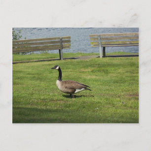Postal Canada Goose