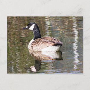 Postal Canada Goose