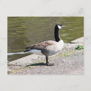 Postal Canada Goose