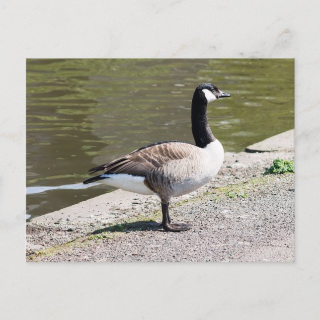 Postal Canada Goose (Anverso)