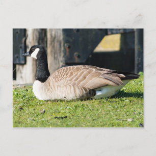 Postal Canada Goose