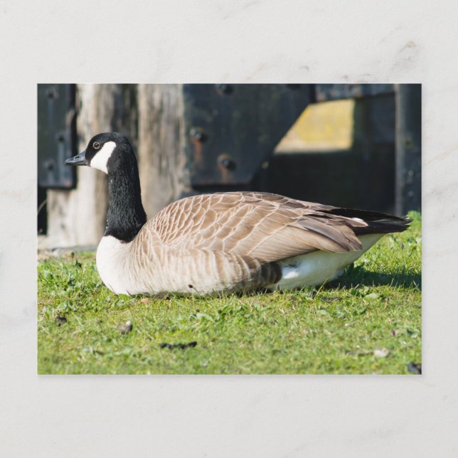 Postal Canada Goose (Anverso)