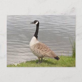 Postal Canada Goose