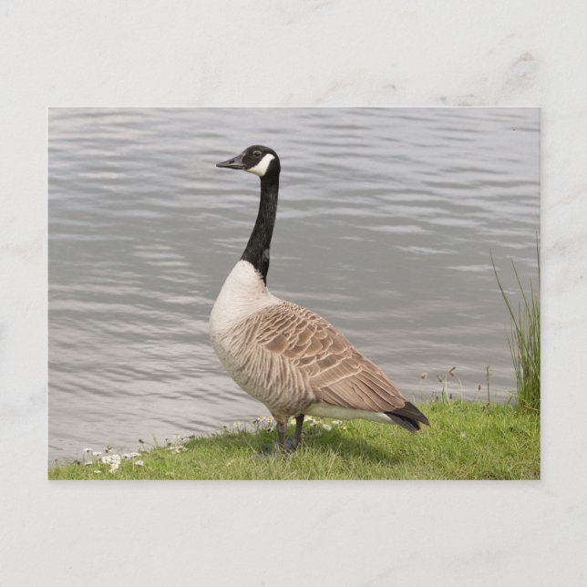 Postal Canada Goose (Anverso)
