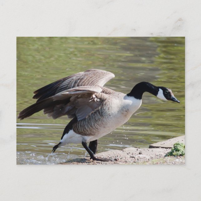 Postal Canada Goose (Anverso)