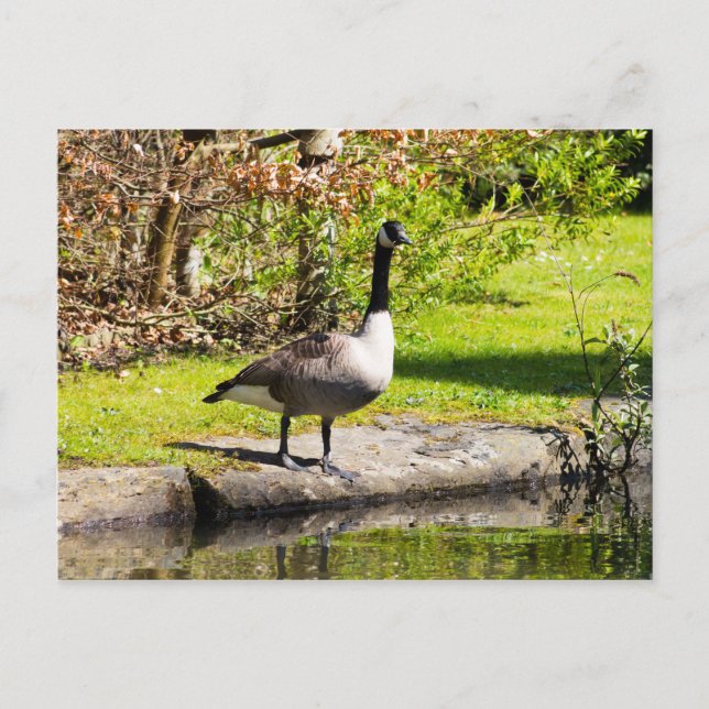 Postal Canada Goose (Anverso)