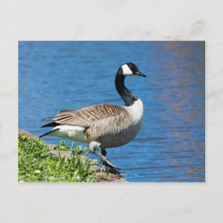 Postal Canada Goose