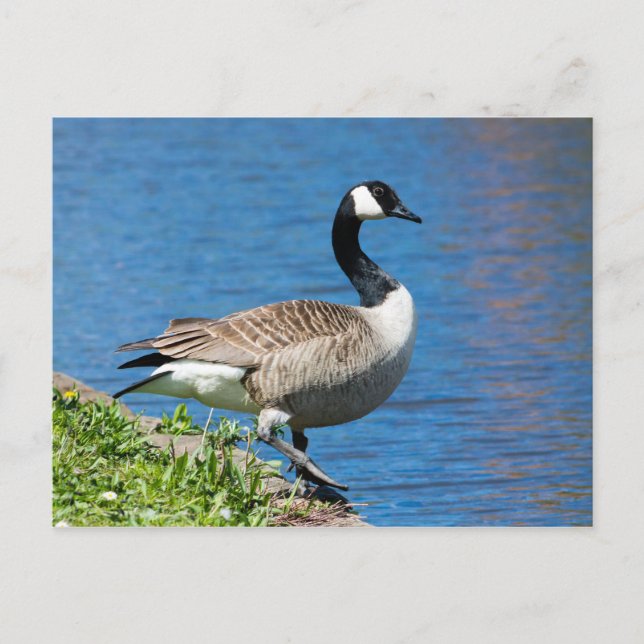 Postal Canada Goose (Anverso)