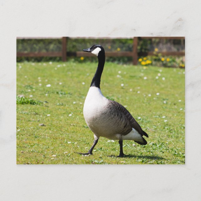 Postal Canada Goose (Anverso)