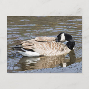 Postal Canada Goose