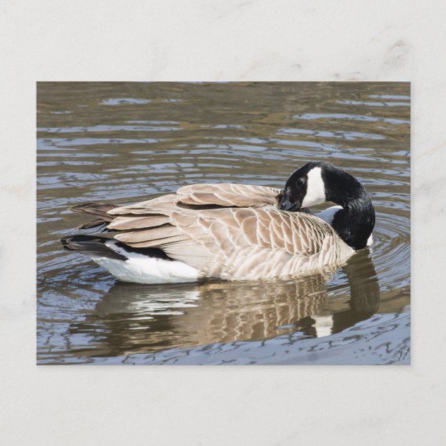 Postal Canada Goose (Anverso)