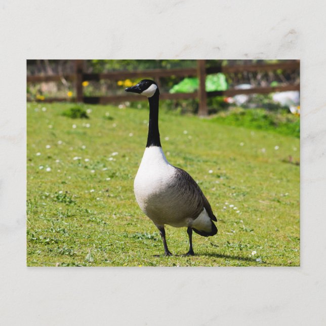 Postal Canada Goose (Anverso)