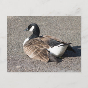 Postal Canada Goose