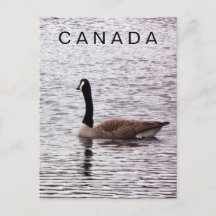 Canadá Goose en el lago Postcard