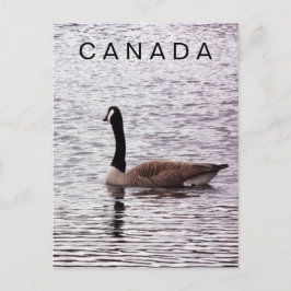 Postal Canadá Goose en el lago Postcard
