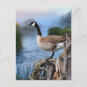 POSTAL CANADÁ GOOSE EN LA SHASTA