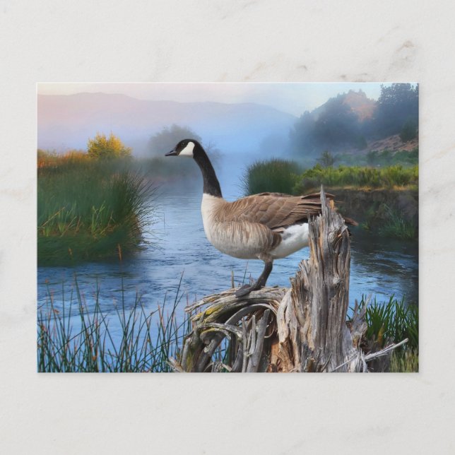 POSTAL CANADÁ GOOSE EN LA SHASTA (Anverso)