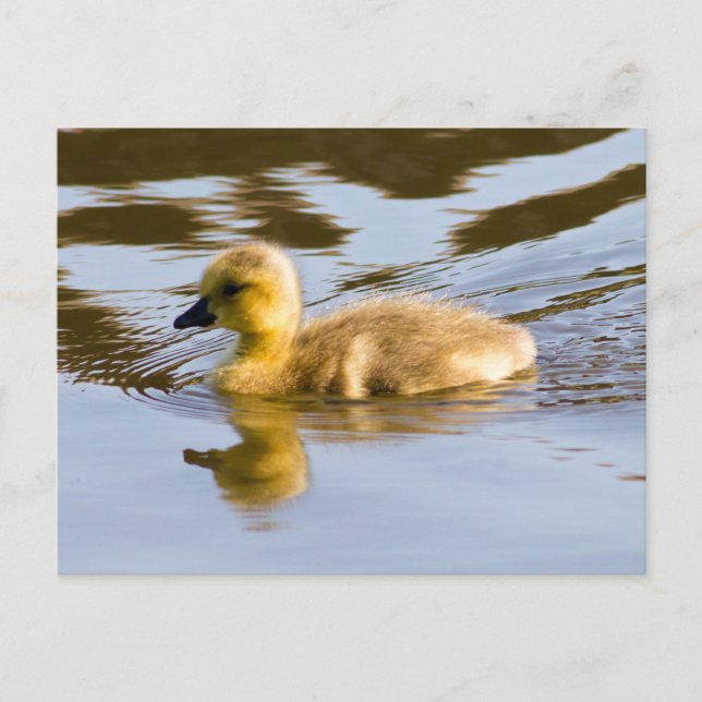 Postal Canadá Goose Gosling (Anverso)