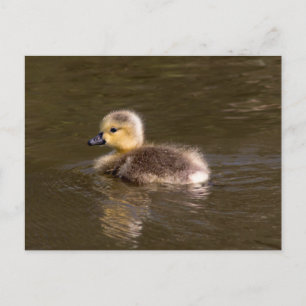 Postal Canadá Goose Gosling
