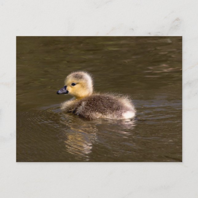 Postal Canadá Goose Gosling (Anverso)