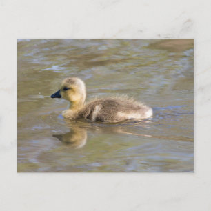 Postal Canada Goose Gosling