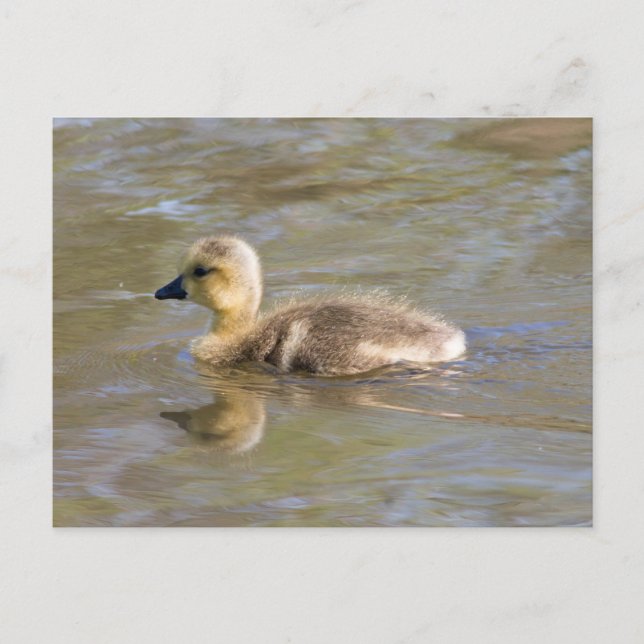 Postal Canada Goose Gosling (Anverso)