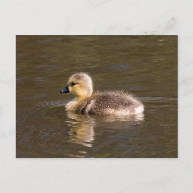Postal Canadá Goose Gosling (Anverso)