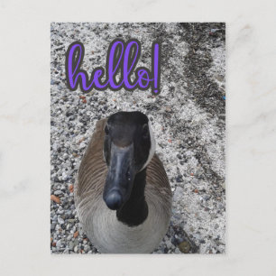 Postal Canada Goose Hello