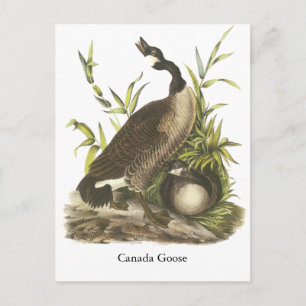 Postal Canada Goose, John Audubon