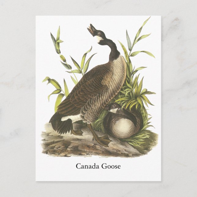 Postal Canada Goose, John Audubon (Anverso)