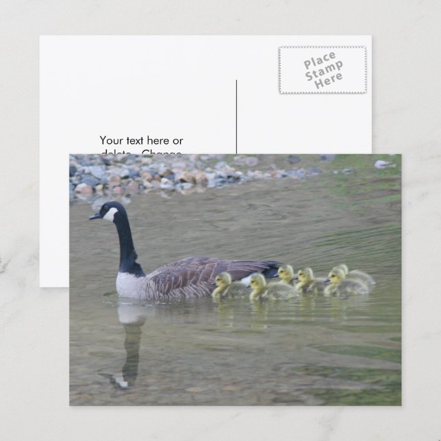 Postal Canada Goose Mom Babies Nature Photo  (Anverso / Reverso)