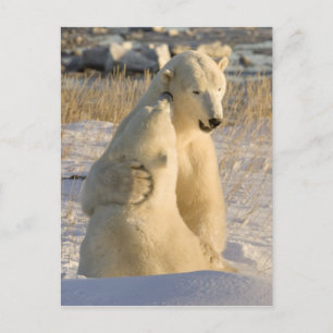 Postal Canadá, Manitoba, bahía de Hudson, Churchill.