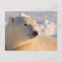 Canadá, Manitoba, Bahía de Hudson | Oso polar