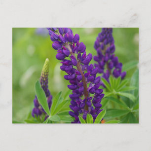 Postal Canadá, Nueva Brunswick, .