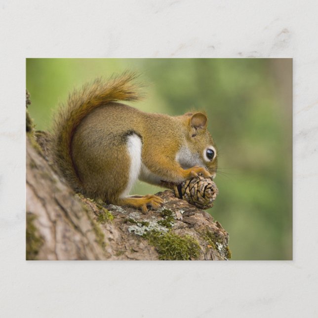 Postal Canadá, Nueva Escocia, Halifax. Jardines públicos, (Anverso)