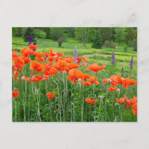 Postal Canadá, Nuevo Brunswick, . Paisaje