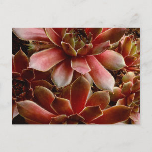 Postal Canadá, . Planta suculenta