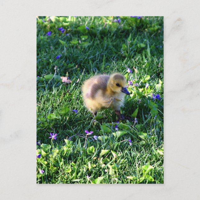 Postal Canadá: Pollo de oca en hierba con flores (Anverso)