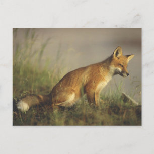 Postal Canadá, Quebec. Cachorro de zorro rojo al amanecer
