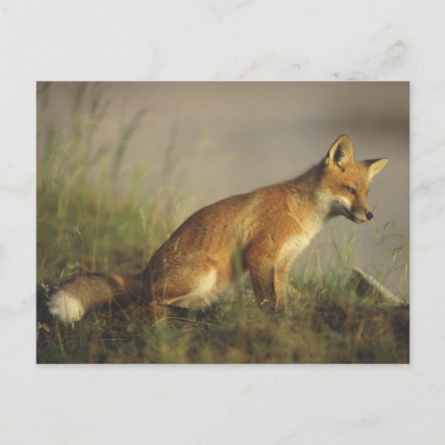 Postal Canadá, Quebec. Cachorro de zorro rojo al amanecer (Anverso)