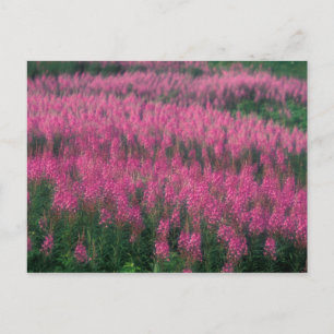 Postal Canadá, Quebec, Gaspe. Flores púrpuras de Lythrum,