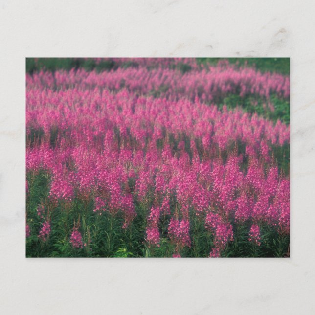 Postal Canadá, Quebec, Gaspe. Flores púrpuras de Lythrum, (Anverso)