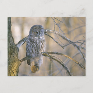Postal Canadá, Quebec. Gran búho gris posado en un árbol