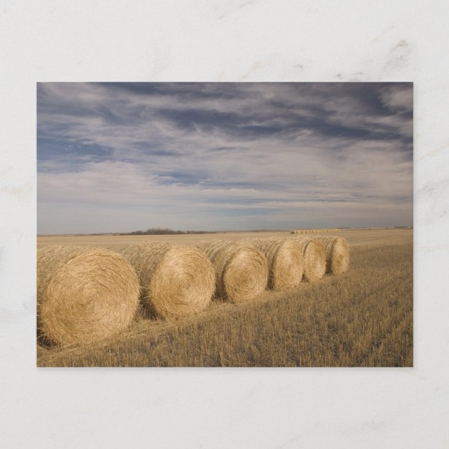 Postal Canadá, Saskatchewan, Craik: Hayrolls / Otoño (Anverso)