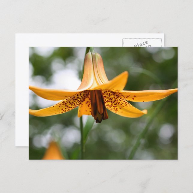 Postal Canadian Lily Flower Photography Personalized (Anverso / Reverso)