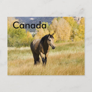Postal canadiense
