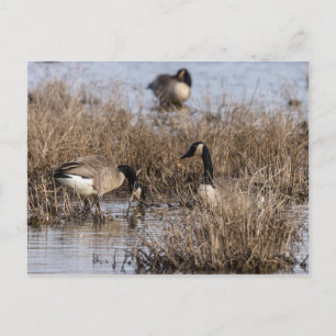 Postal Canadiense Geese Snack Time