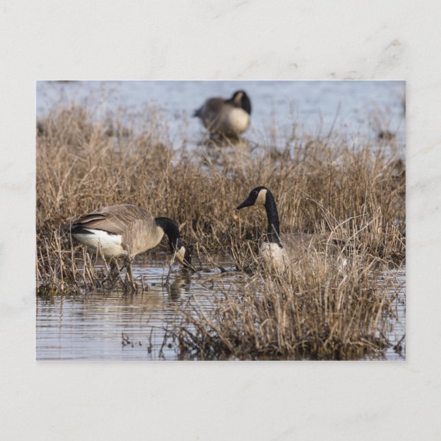 Postal Canadiense Geese Snack Time (Anverso)