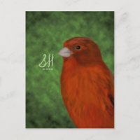 Canario Rojo